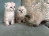 Yavru Kedi