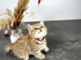 British Shorthair Golden 2 Aylık