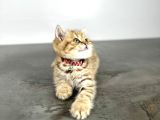 British Shorthair Golden 2 Aylık