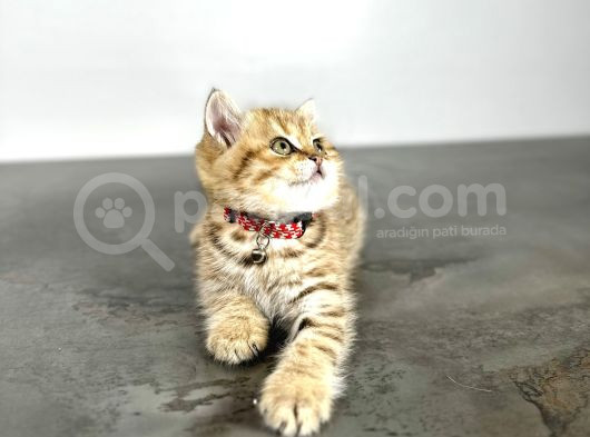 British Shorthair Golden 2 Aylık görsel