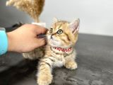 British Shorthair Golden 2 Aylık