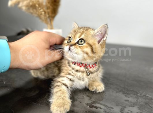British Shorthair Golden 2 Aylık görsel