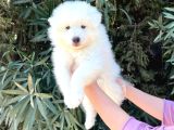 Kar Beyaz Pofuduk Samoyed Yavrular