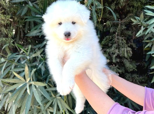 Kar Beyaz Pofuduk Samoyed Yavrular görsel