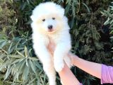 Kar beyaz pofuduk samoyed Yavrular