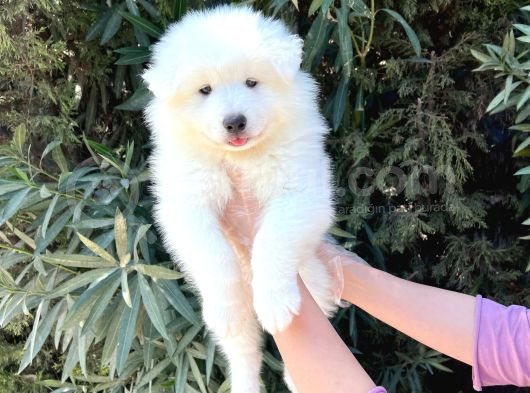 Kar Beyaz Pofuduk Samoyed Yavrular