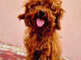7 Aylık 2 Kilo Kore Poodle