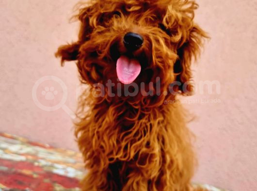 7 Aylık 2 Kilo Kore Poodle görsel