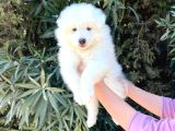 Kar Beyaz Pofuduk Samoyed Yavrular