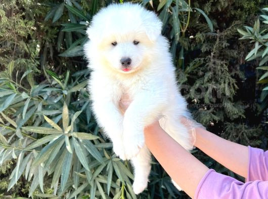 Kar Beyaz Pofuduk Samoyed Yavrular görsel