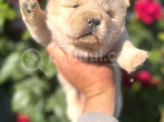 Bebek Surat Chow Chow Bebekler görsel