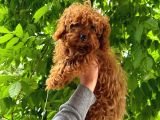 7 aylık 2 kilo kore Poodle