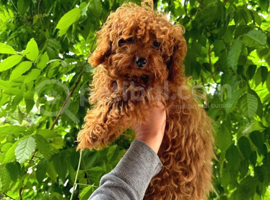 7 Aylık 2 Kilo Kore Poodle