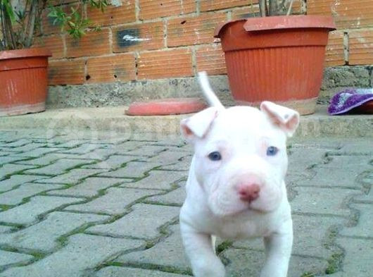 Safkan Di̇şi̇ Erkek Dogo Argenti̇no Yavrularimiz
