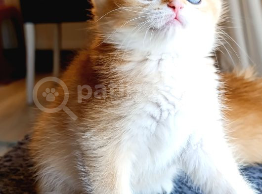 Çikolata Golden Dişi Yavru