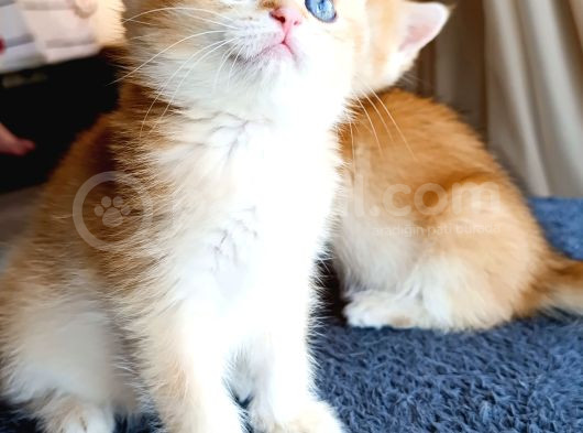 Çikolata Golden Dişi Yavru görsel