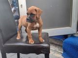 Dişi Erkek Boxer Yavrularımız Yeni Ailelerine Gitmeye Hazir