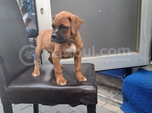 Dişi Erkek Boxer Yavrularımız Yeni Ailelerine Gitmeye Hazir görsel