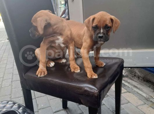 Dişi Erkek Boxer Yavrularımız Yeni Ailelerine Gitmeye Hazir