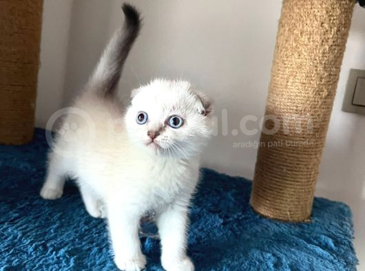 Evin Yakısıklısı görsel