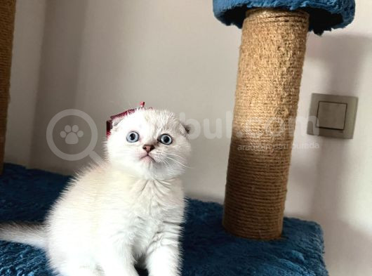Evin Yakısıklısı görsel