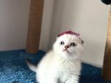 Evin Yakısıklısı
