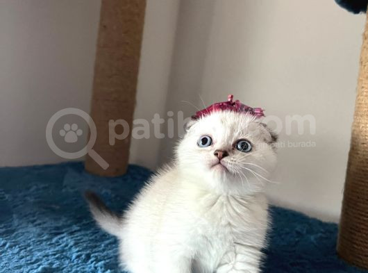 Evin Yakısıklısı görsel