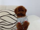 Toy Poodle