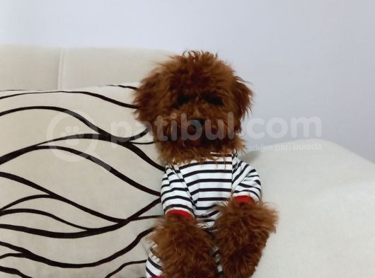 Toy Poodle görsel