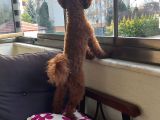 Toy Poodle