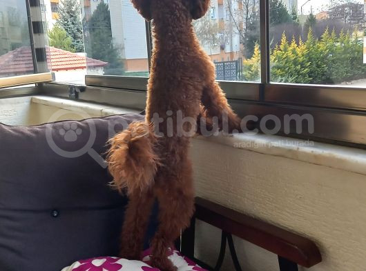 Toy Poodle görsel