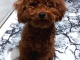 Toy Poodle