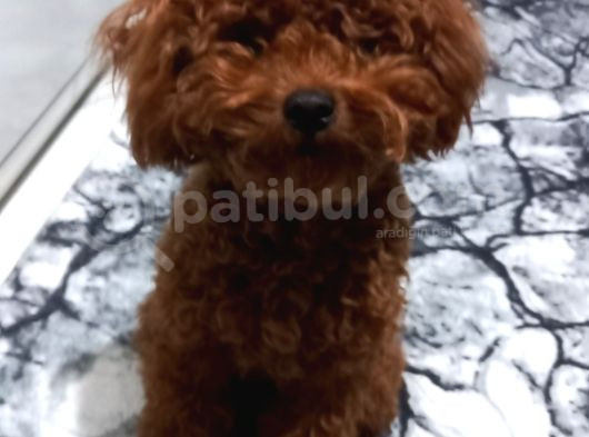 Toy Poodle görsel