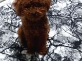 Toy Poodle