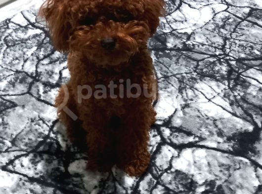 Toy Poodle