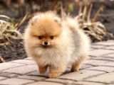 Ayı Suratlı POMERRİAN BOO YAVRUMUZ