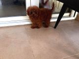 Toy Ve Kore Bebeklerimiz
