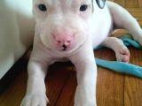 Safkan Di̇şi̇ Erkek Dogo Argenti̇no Yavrularimiz