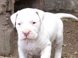 Safkan Di̇şi̇ Erkek Dogo Argenti̇no Yavrularimiz