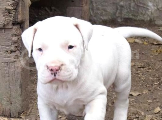 Safkan Di̇şi̇ Erkek Dogo Argenti̇no Yavrularimiz görsel
