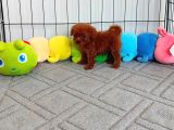 Toy ve kore bebeklerimiz