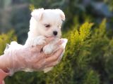 Kore Kan Gerçek Maltese Terrier Yavrular