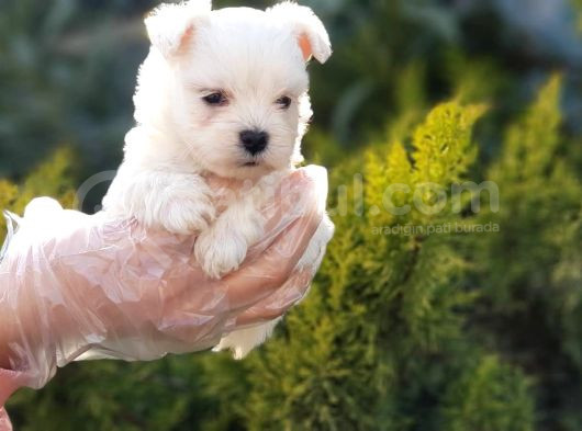 Kore Kan Gerçek Maltese Terrier Yavrular görsel