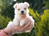 Kore kan Gerçek maltese terrier yavrular