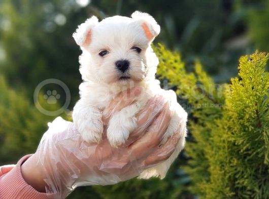 Kore Kan Gerçek Maltese Terrier Yavrular