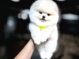 ORJİNAL POMERANİAN BOO BEBEKLERİMİZ