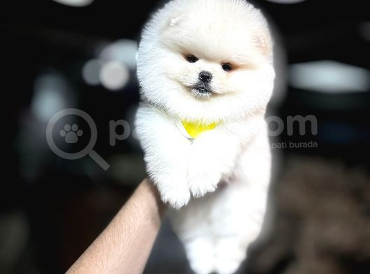 Orji̇nal Pomerani̇an Boo Bebekleri̇mi̇z