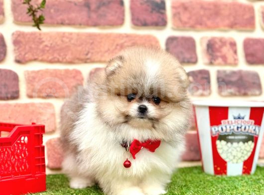 Orji̇nal Pomerani̇an Boo Bebekleri̇mi̇z görsel