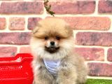 Orji̇nal Pomerani̇an Boo Bebekleri̇mi̇z