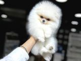 Orji̇nal Pomerani̇an Boo Bebekleri̇mi̇z